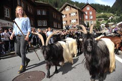 Alpabzug in Wassen. (Bild: Urs Hanhart, 14. September 2019)