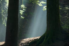 Morgenstimmung im Herbstwald. (Bild: Hans Aeschlimann)