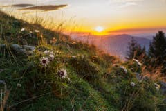 Leuchtendes Gras und Silberdisteln an einem der letzten Spätsommerabende in diesem Jahr. Aufgenommen auf dem Fänerenspitz - Blick Richtung Appenzell. (Bild: Remo Schläpfer)