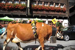 Festlich geschmückte Kühe beim Alpabzug in Wassen. (Bild: Urs Hanhart, 14. September 2019)