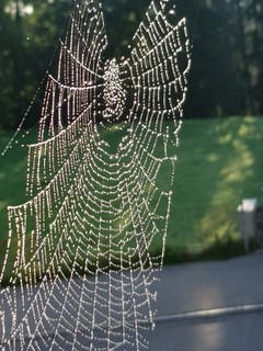 Spinnennetz als Kunstwerk. (Bild: Reto Schlegel)