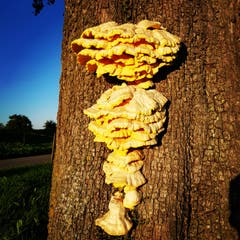 Pilzwucherung. (Bild: Reto Scglegel)