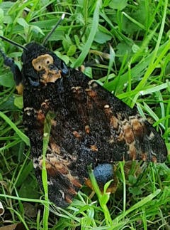 Ein Totenkopf-Falter in Horn am Bodensee . (Bild: Rosmarie Favalli)
