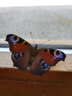 Besuch von einem Pfauenauge. (Bild: Reto Schlegel)