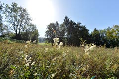 Seit einer gescheiterten Zonenplanänderung im Jahr 2004 liegt das Burgweier-Areal im Dornröschenschlaf. Was der Natur sichtlich nicht schlecht bekommen ist.
