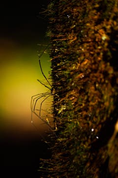 Eine Spinne sitzt an einem moosbewachsenen Baumstamm auf der Lauer. (Bild: Matthias Rozinek)