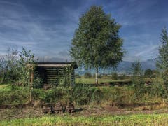 Herbst im Schollenriet. (Bild: Toni Sieber)