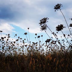 Naturwiese in der Abendstimmung bei Zihlschlacht. (Bild: Reto Schlegel)