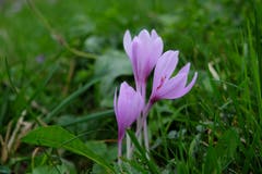 Fast Frühlingsgefühle, aber eben nur fast. Giftige Herbstzeitlosen auf Dornesslen. (Bild: Franz Häusler)
