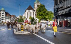 Viehschau in Herisau. (Bild: Luciano Pau)