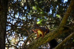 Die Wintervorbereitungen haben begonnen! Das Eichhörnchen im Garten ist mit drei Haselnüssen im Mund unterwegs. (Bild: Pascal Inauen)