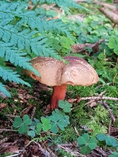 Gut versteckt aber trotzdem gefunden. (Bild: Reto Schlegel)