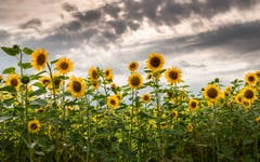 Sonnenblumen, Tournesols, Girasoli. (Bild: Luciano Pau)