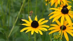 Biene beim Abflug zur nächsten Blüte. (Bild: Oliver Lei)