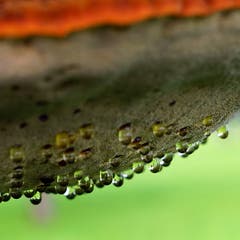 Hexentau an einem Baumpilz: Angeblich schwitzt der Pilz auf Grund von Luftdruckveränderungen, welche an diesem Wochenende sehr wohl stattgefunden haben. (Bild: Thomas Ammann)