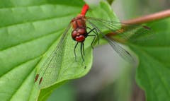 Blutrote Heidelibelle im Naturschutzgebiet Höchstern, Balgach. (Bild: Oliver Lei)