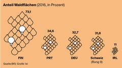 Wie hoch ist der Anteil an Waldflächen in der Schweiz im Vergleich? (Bild: Lea Siegwart)