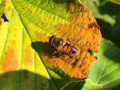 Eine Wildbiene auf herbstlich gefärbtem Blatt. (Bild: Toni Sieber)