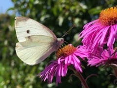 Ein Kohlschmetterling. (Bild: Toni Sieber)