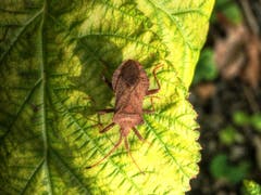 Kein Freund der Thurgauer Obstbauern: die Baumwanze. (Bild: Toni Sieber)
