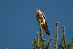 Hoch oben auf der Fichte lauert ein Turmfalke. (Bild: Edgar Huber)