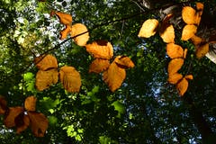 Herbstgold kündigt sich an. (Bild: Hansjürg Oesch)