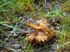 Herbstboten. (Bild: Stephan Lendi)