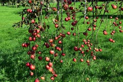 Apfel-Mobilé: Blätter schon unten, Äpfel noch dran. (Bild: Hansjürg Oesch)