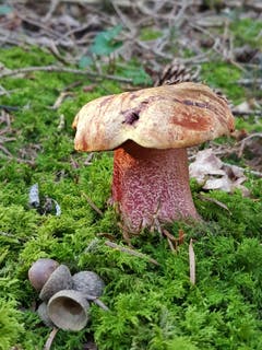 Pilz im Mittelpunkt. (Bild: Reto Schlegel)