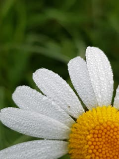 Naturwiese mit Margeriten beim Morgenspaziergang gesichtet. (Bild: Reto Schlegel)