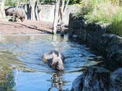 Den Panzernashörnern steht in Basel eine grosszügige Freiluft-Badewanne zur Verfügung, die auch die Neue gleich ausprobiert. (Bild: Zoo Basel (Torben Weber))