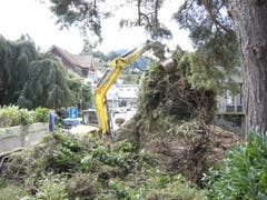 Pflanzen wie Kirschlorbeer und Cotoneaster werden neben dem Eingang der Kanti Wattwil entfernt. (Bild: PD, 10.09.2019)