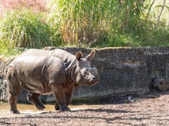 Panzernashorn-Kuh Shakti erkundet ihr neues Zuhause im Basler Zoo. (Bild: Zoo Basel (Torben Weber))