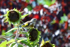 Sonnenblumenkerne sind lecker! (Bild: Fredy Dähler)