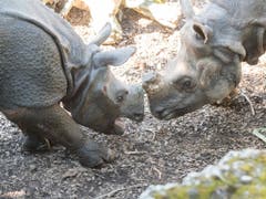 Die zweijährige Shakti und die 26-jährige Quetta lernen sich geräuschvoll kennen. (Bild: Keystone/Zoo Basel (Torben Weber))