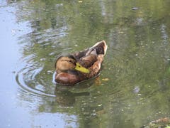 Ente im Stärkleweiher Gossau. (Bild: Claudine Germann)