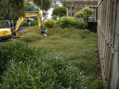 Pflanzen wie Kirschlorbeer und Cotoneaster werden neben dem Eingang der Kanti Wattwil entfernt. (Bild: PD, 10.09.2019)