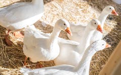 Diepholzer-Gänse gibt es im Bauernhofzelt zu sehen. (Bild: Andrea Stalder)
