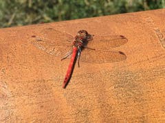 Heidelibelle geniesst die Herbstsonne. (Bild: Toni Sieber)