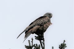 Ein Bussard beobachtet vom Baumwipfel aus. (Bild: Monika Gasser)
