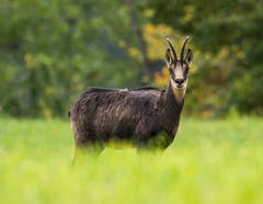 Herbstzeit bedeutet Wildzeit. Eine Gruppe junger Gämse passierte eine Waldlichtung. (Bild: Benjamin Brunner)
