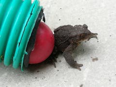 Ups - wer schubst da: Die Kröte war in der Röhre und ist mit dem Golfball gestört worden. Fotografiert Beim Minigolf Dreiweiern. (Bild: Daniel Schelling)