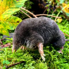Ein junger, kleiner Maulwurf inmitten vom Tau befeuchteten Moos und frisch gefallenen Herbstblättern. (Bild: Benjamin Brunner)