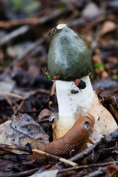 Gemeine Stinkmorchel zieht mit ihrem weitherum stinkenden Geruch Insekten und Schnecken an. (Bild: Franz Häusler)