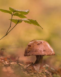 Der Herbst ist angekommen...(Bild: Franziska Hörler)