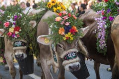 Familie Emmenegger von der Alp Witmoos. (Bild: Boris Bürgisser)