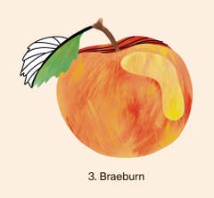 Auf dem Podest landeten auch Braeburn-Äpfel mit 15 929 geernteten Tonnen. Auf dem vierten Platz lag 2018 die Sorte Jonagold mit 9827 Tonnen vor Boskoop mit 7152 Tonnen. Quelle: Naturmuseum St. Gallen