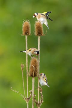 Drei Distelfinken. (Bild: Hans Aeschlimann)