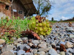 Herbstzeit...und es fallen wieder die Kastanien. (Bild: Stephan Lendi)