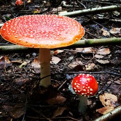Bunte Schönheiten schmücken den Wald. (Bild: Reto Schlegel)